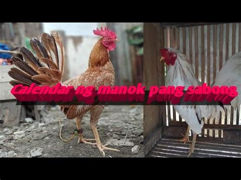 Calendar Ng Manok Pang Sabong I Full Moon Vs New Moon,.